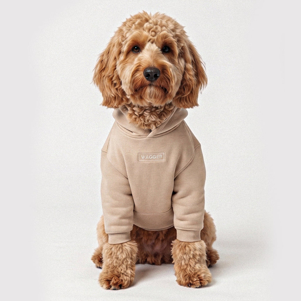 A small brown dog wearing a beige dog hoodie, sitting against a plain light gray background.