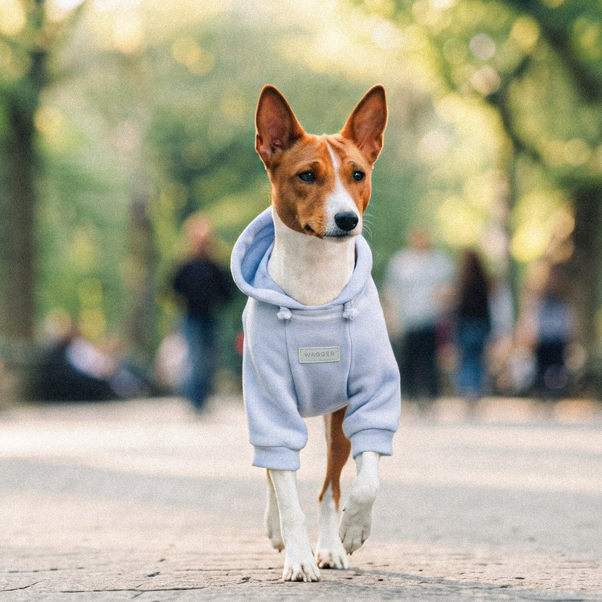 A small brown and white dog wearing a light blue hoodie walks toward the camera in a sunlit park with blurred trees and people in the background.